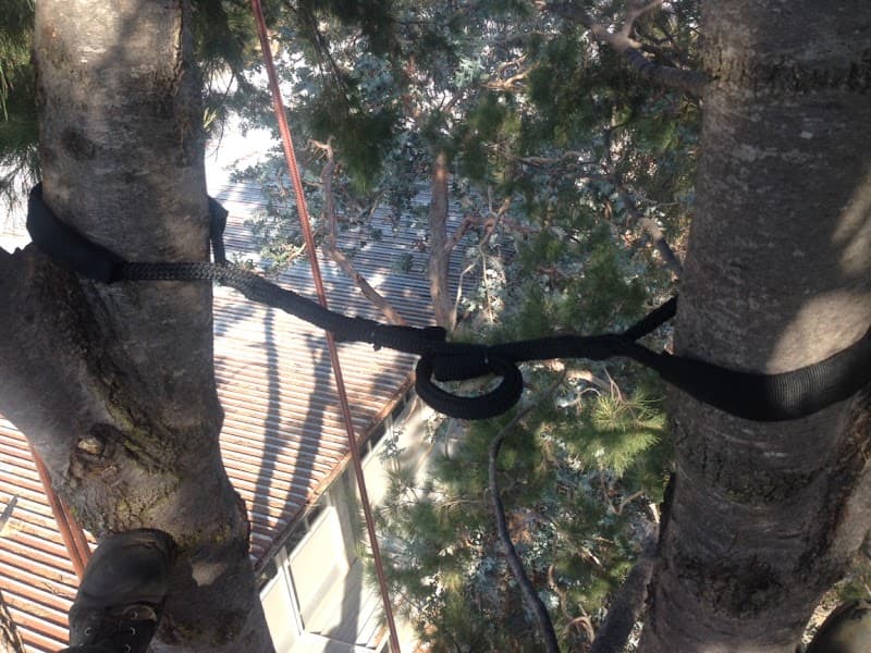 ACT Tree Felling tree services work in Lyons