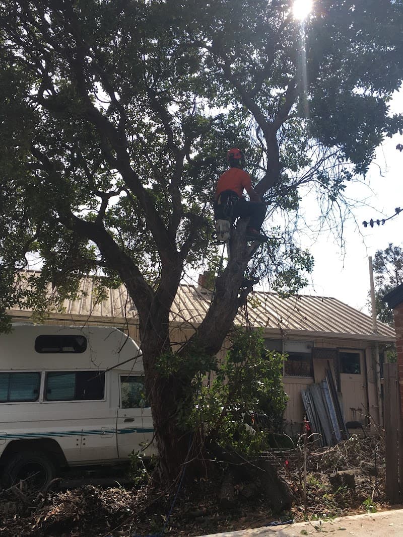 ACT Tree Felling tree services work in Lyons