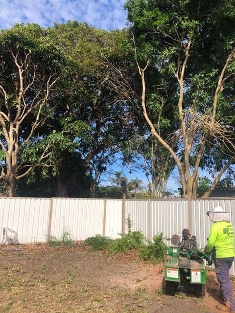 Active Tree Fellas tree services work in River Heads