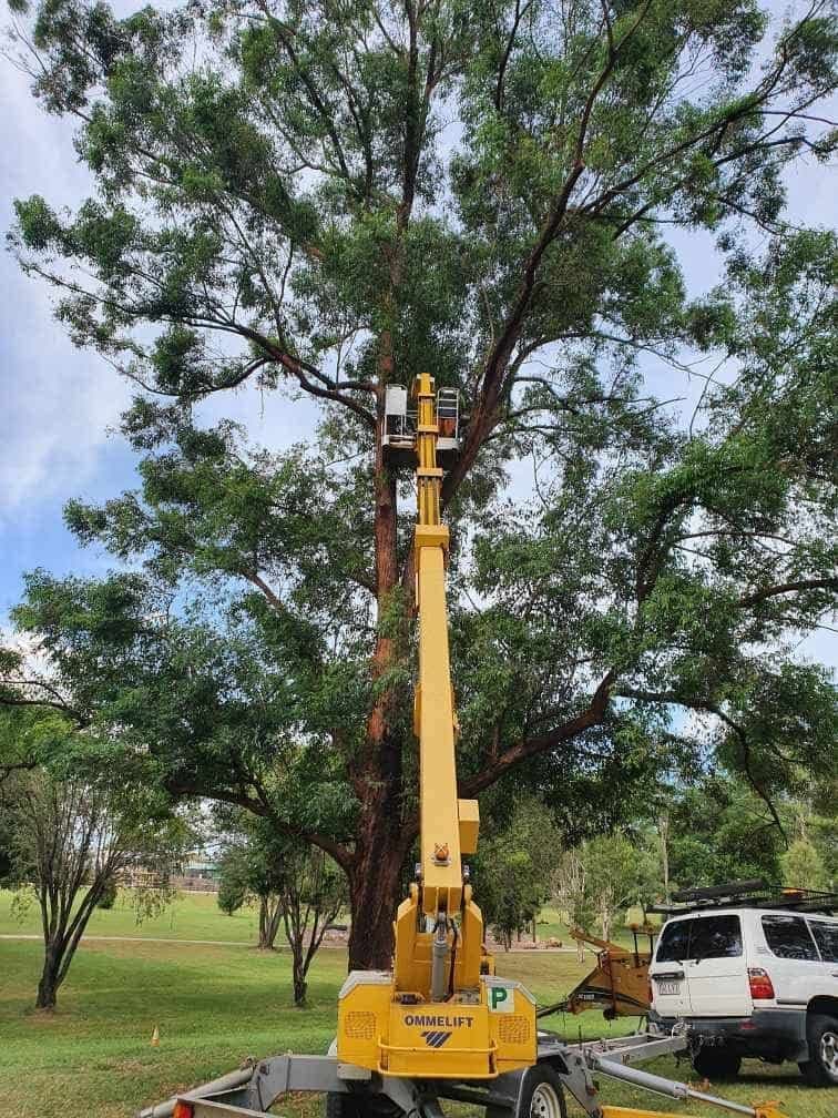 Active Tree Fellas tree services work in River Heads