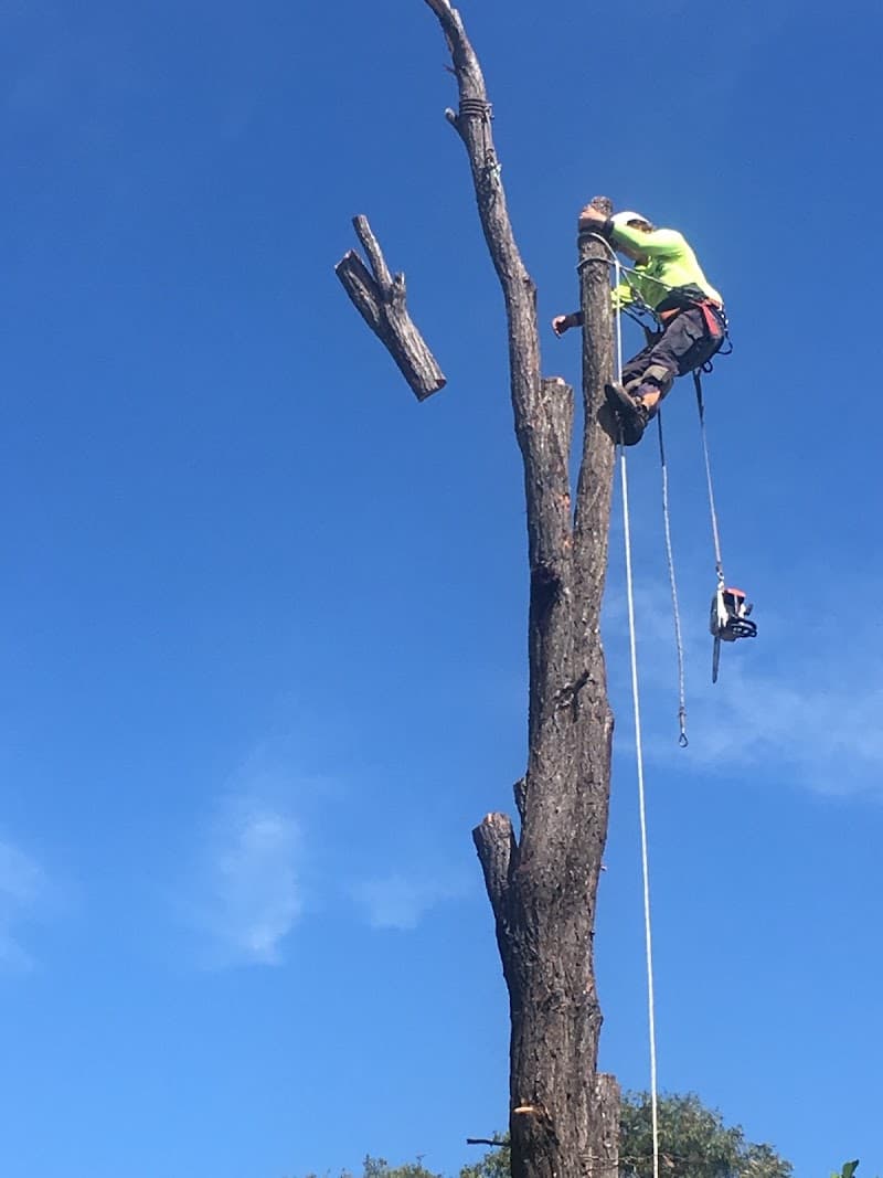Active Tree Fellas tree services work in River Heads