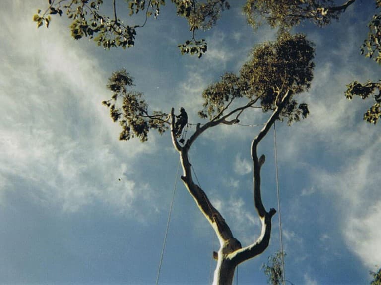 Adelaide Arborists tree services work in Lonsdale