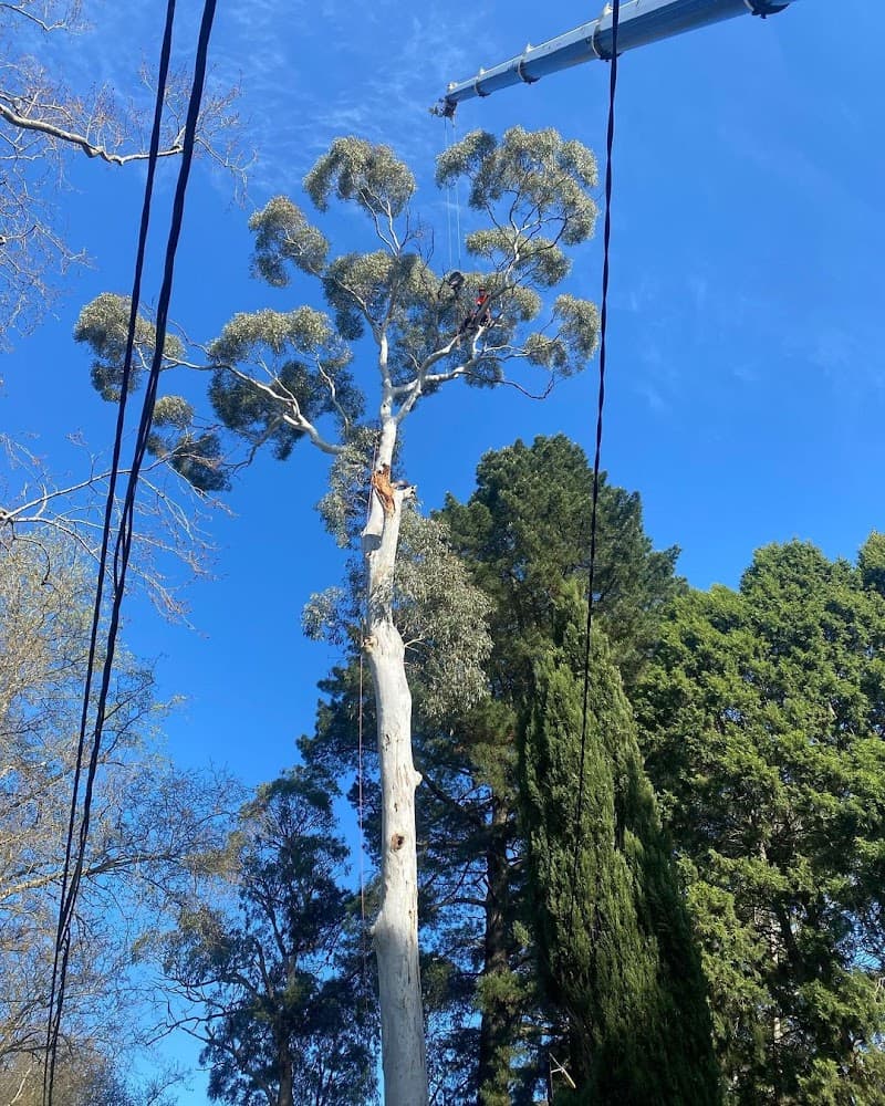 Adelaide Arborists tree services work in Lonsdale