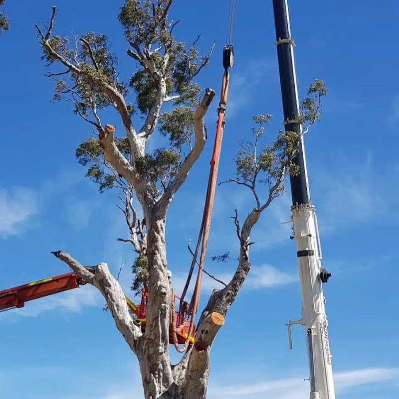 Adelaide Arborists tree services work in Lonsdale
