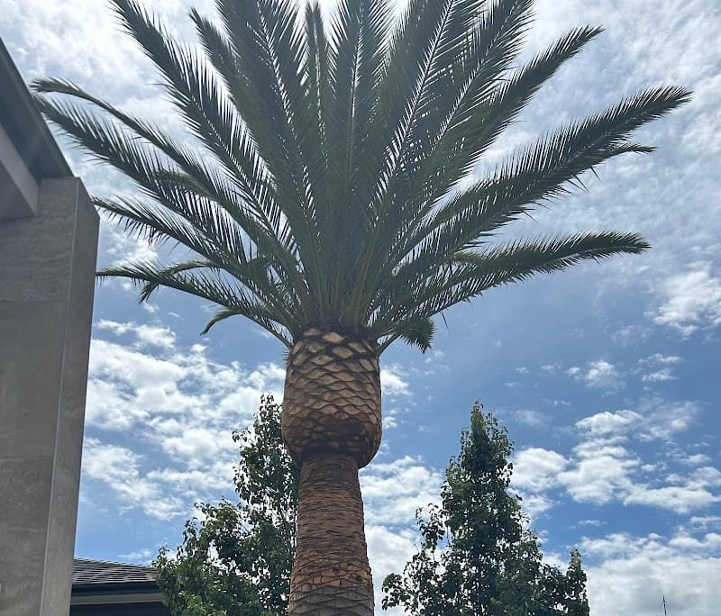 Adelaide Arborists tree services work in Lonsdale