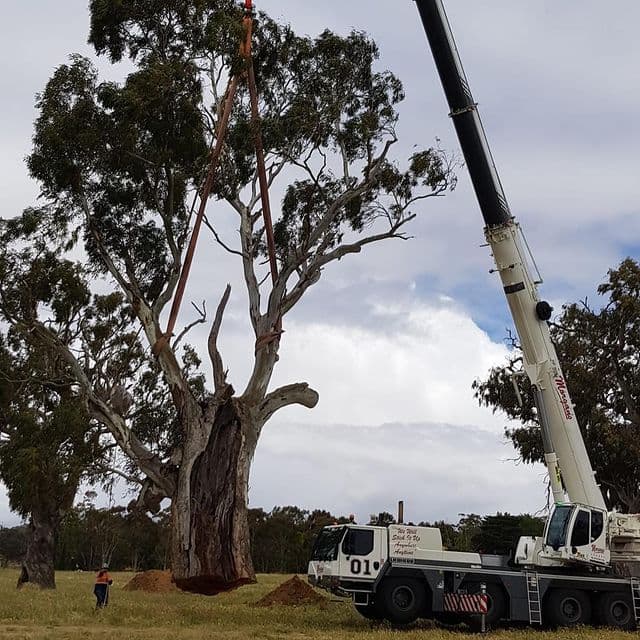 Adelaide Arborists tree services work in Lonsdale