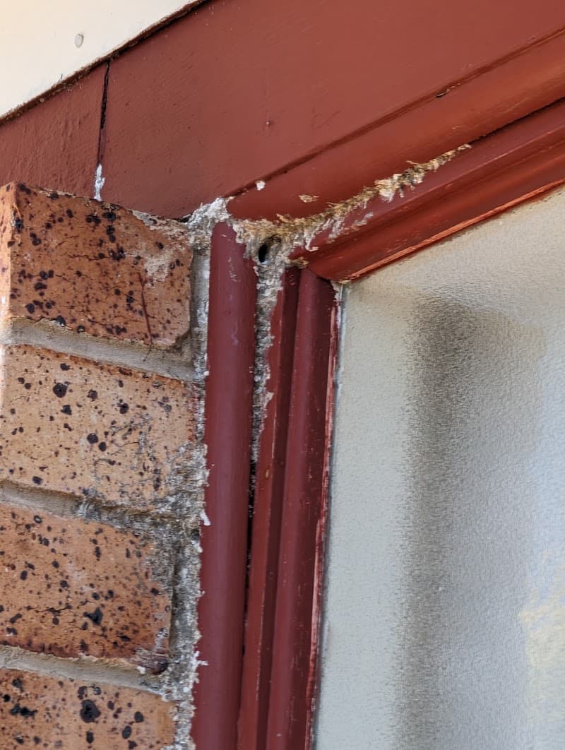 Adelaide Hills Pest Control pest control work in Mount Barker