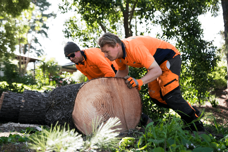 Adelaide Hills Tree & Stump Removal Pty Ltd tree services work in Aldgate