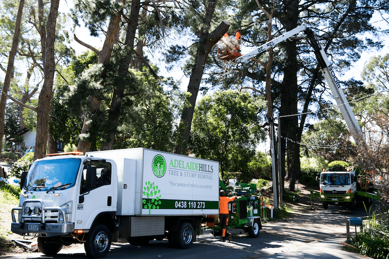 Adelaide Hills Tree & Stump Removal Pty Ltd tree services work in Aldgate