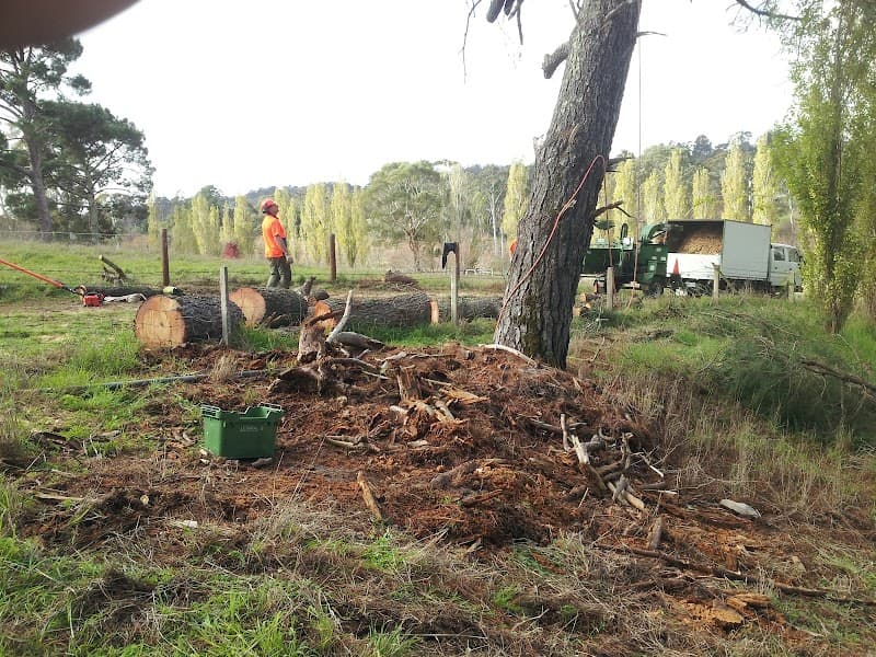 Adelaide Hills Tree & Stump Removal Pty Ltd tree services work in Aldgate