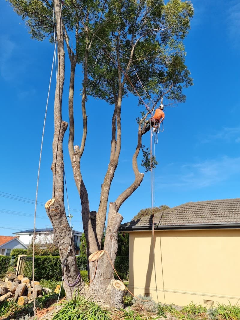 Adelaide Trees and Gardens tree services work in Clarence Gardens