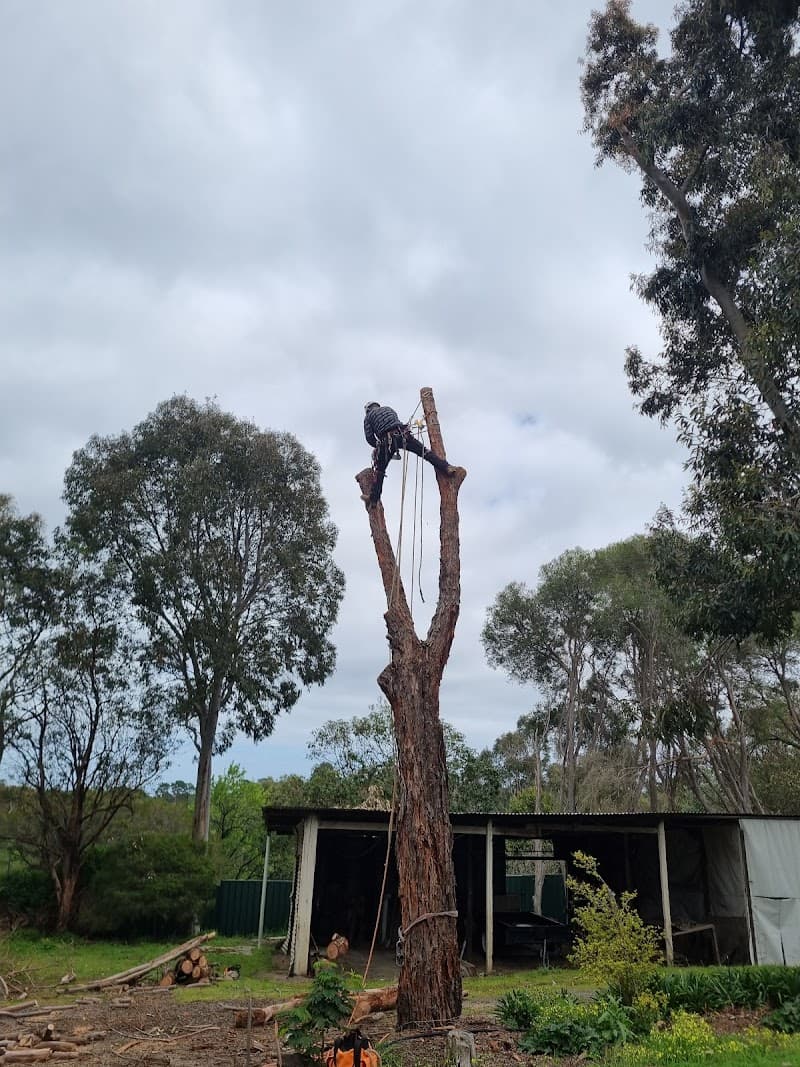 Adelaide Trees and Gardens tree services work in Clarence Gardens
