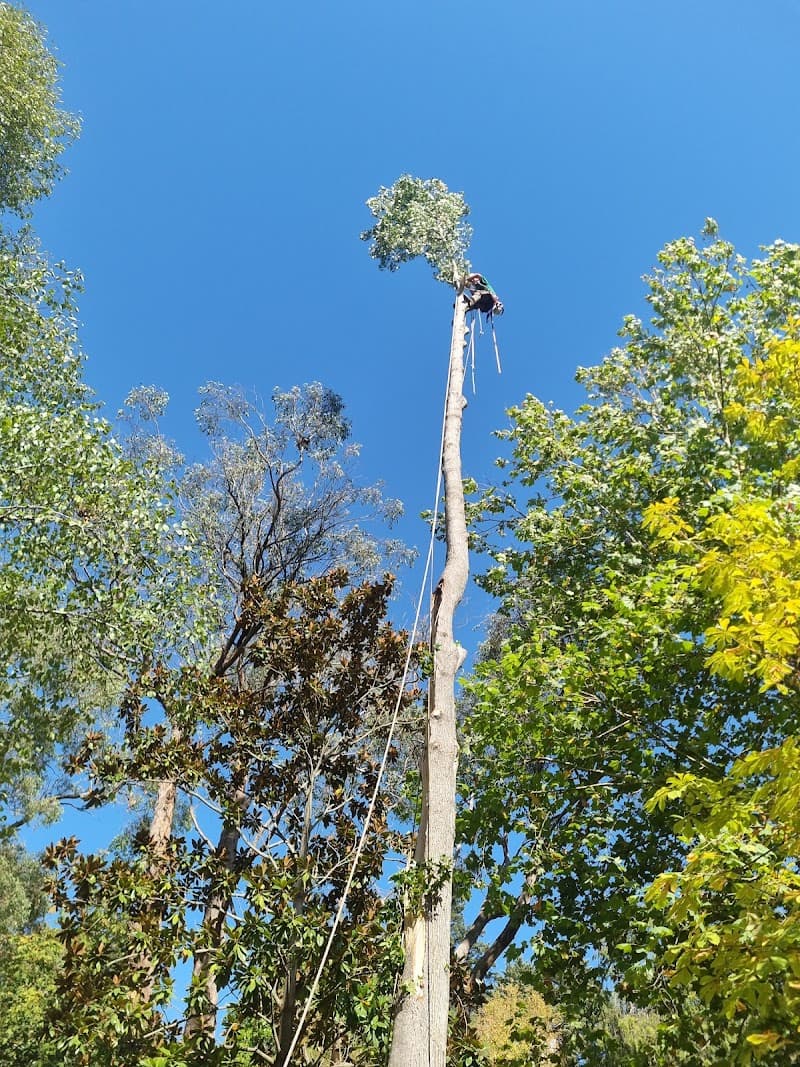 Adelaide Trees and Gardens tree services work in Clarence Gardens