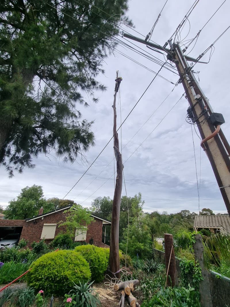Adelaide Trees and Gardens tree services work in Clarence Gardens
