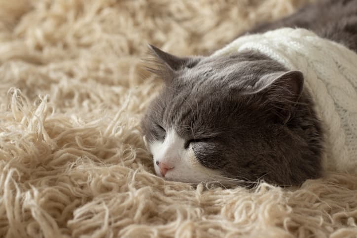 Adelaide's Rug Cleaning Studio carpet cleaning work in Thebarton