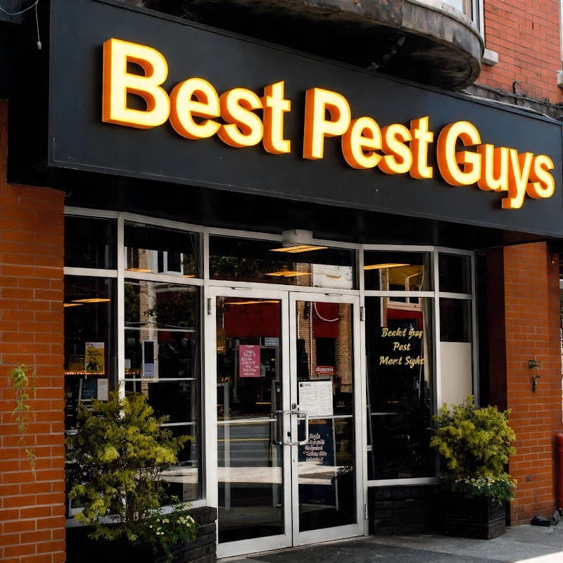 Advanced Pest Control pest control work in Wickham