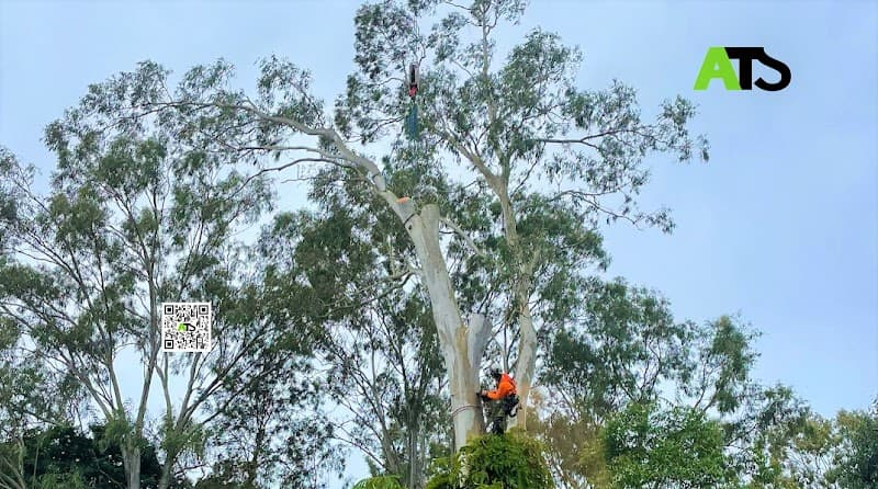 Advanced Tree Surgery Sunshine Coast tree services work in Yandina Creek