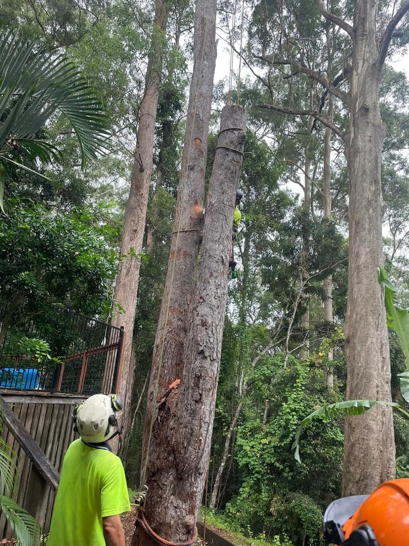 Advanced Tree Surgery Sunshine Coast tree services work in Yandina Creek