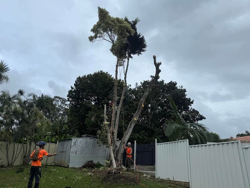 Advanced Tree Surgery Sunshine Coast tree services work in Yandina Creek
