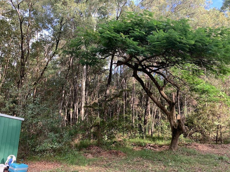 Advanced Tree Surgery Sunshine Coast tree services work in Yandina Creek