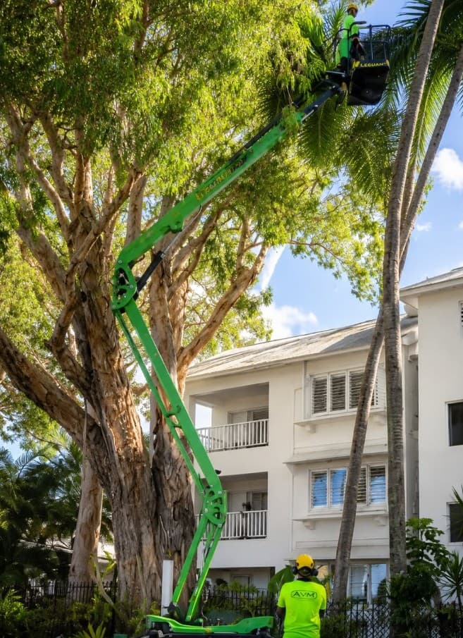 Advanced Vegetation Management tree services work in Stratford