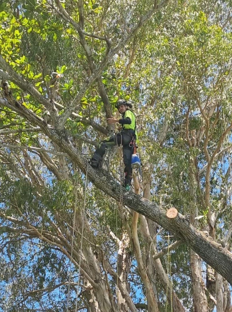 Advanced Vegetation Management tree services work in Stratford