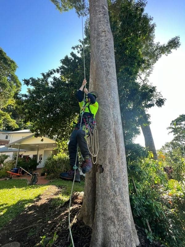 Advanced Vegetation Management tree services work in Stratford