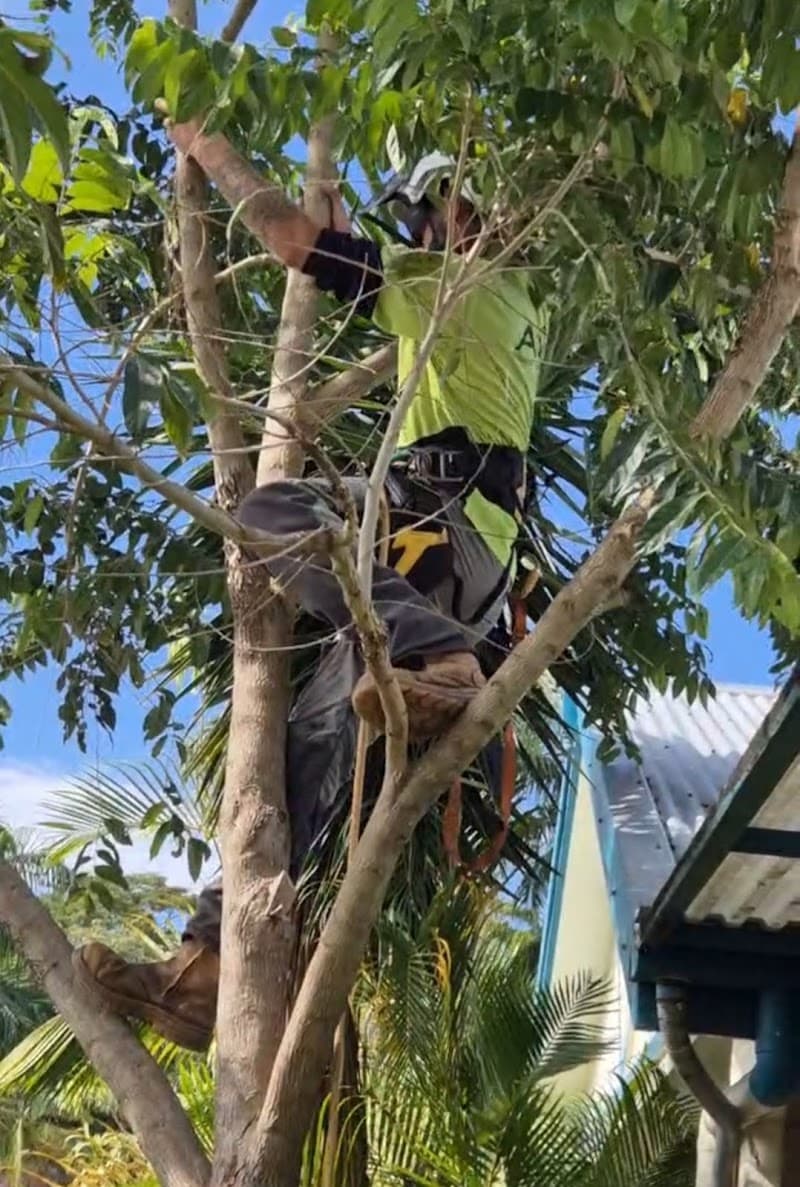 Advanced Vegetation Management tree services work in Stratford
