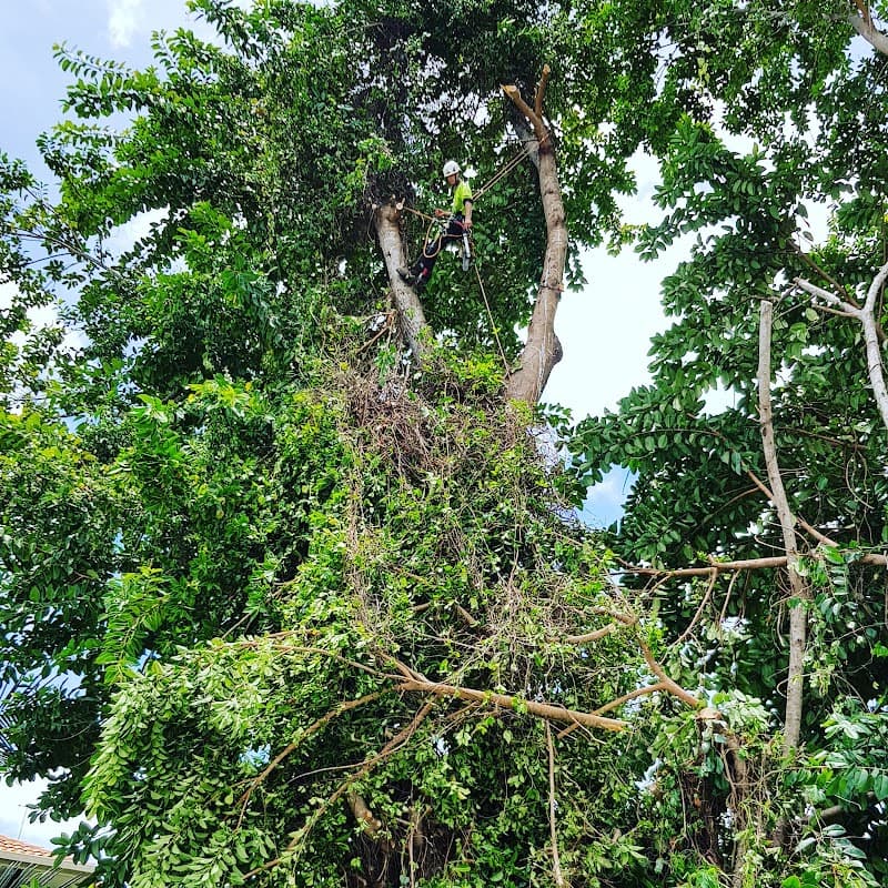 Affordable Palm & Tree Maintenance tree services work in Clifton Beach