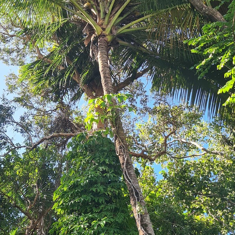 Affordable Palm & Tree Maintenance tree services work in Clifton Beach