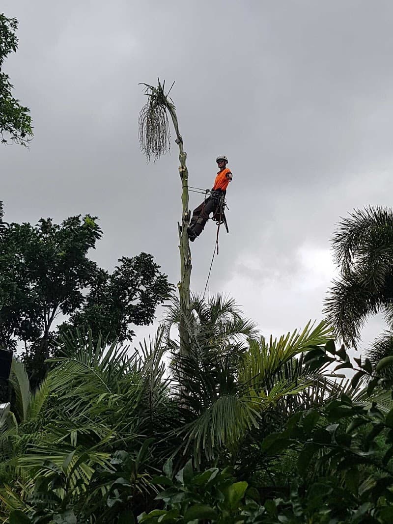 Affordable Palm & Tree Maintenance tree services work in Clifton Beach