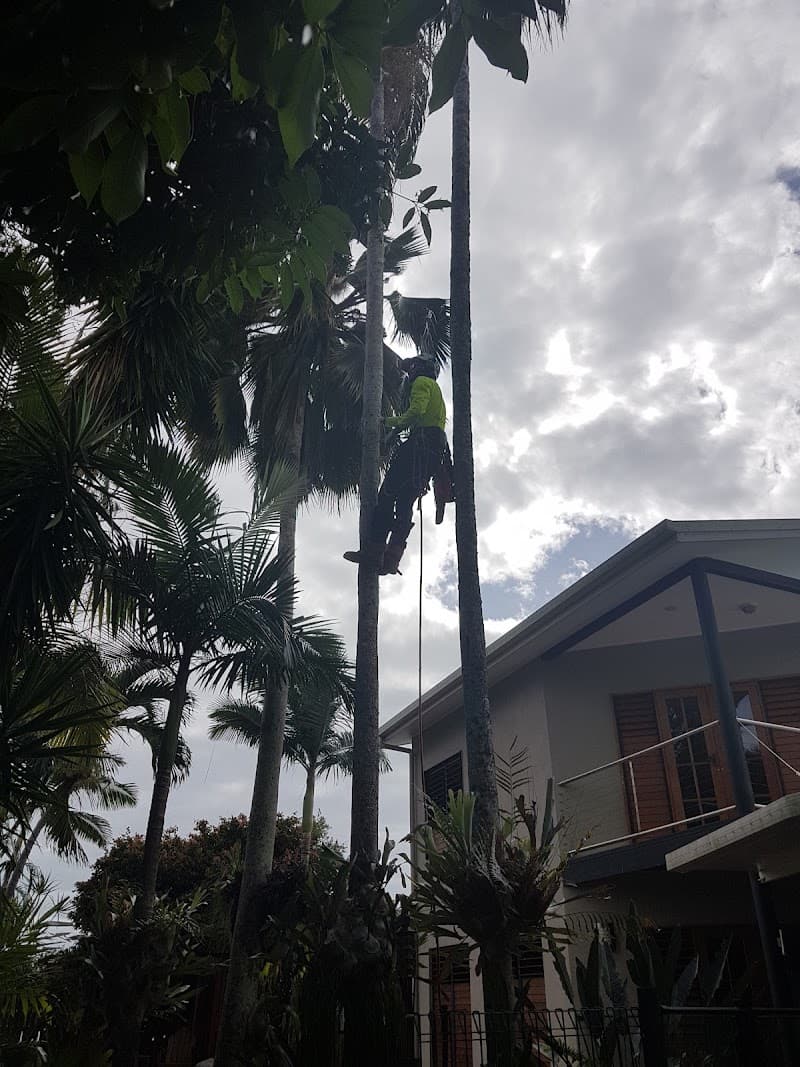Affordable Palm & Tree Maintenance tree services work in Clifton Beach