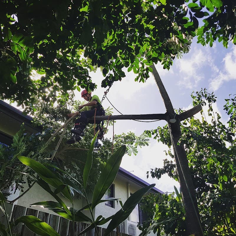 Affordable Palm & Tree Maintenance tree services work in Clifton Beach