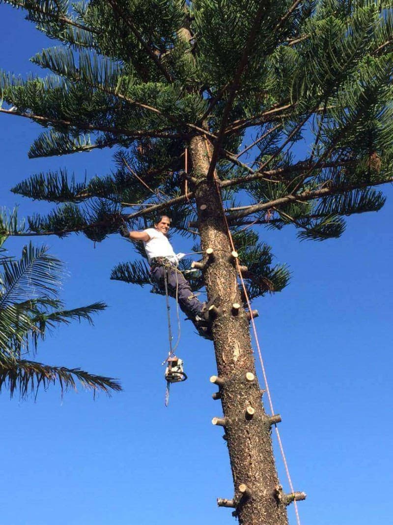 Affordable Tree Services Northern Beaches tree services work in Forestville