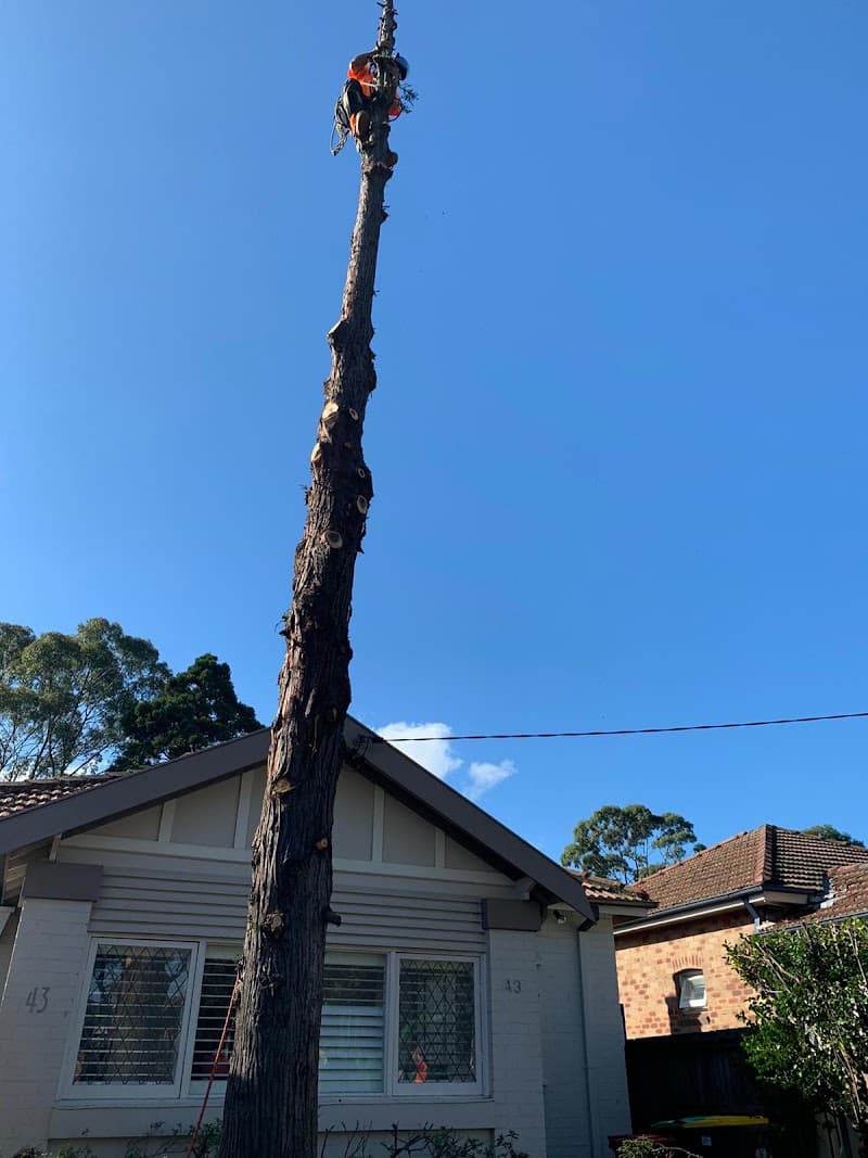 Affordable Tree Services Northern Beaches tree services work in Forestville