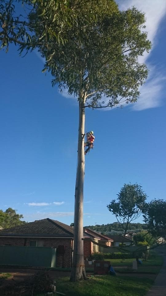 Agility Professional Tree Service tree services work in Toronto