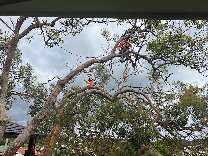 Agility Professional Tree Service tree services work in Toronto