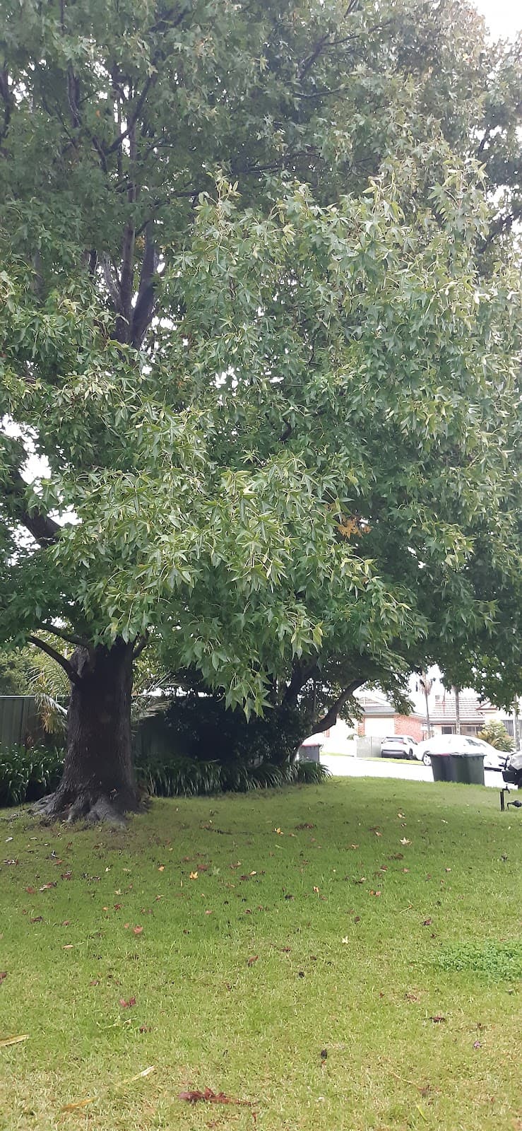 Agility Professional Tree Service tree services work in Toronto