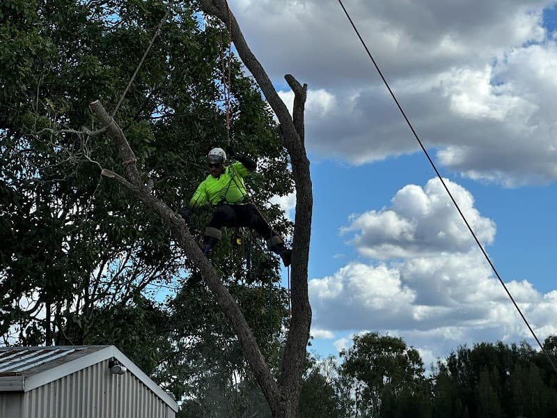 All Able Yards Tree & Stumpgrinding Service tree services work in Pine Mountain