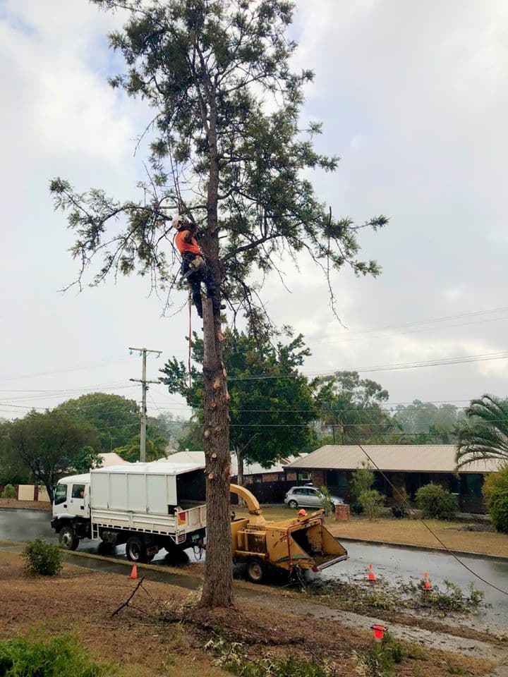 All Able Yards Tree & Stumpgrinding Service tree services work in Pine Mountain