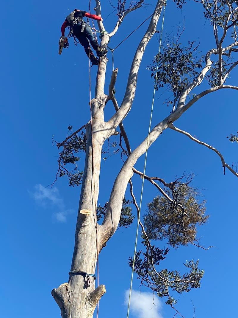 All About Tree Services QLD tree services work in Elanora