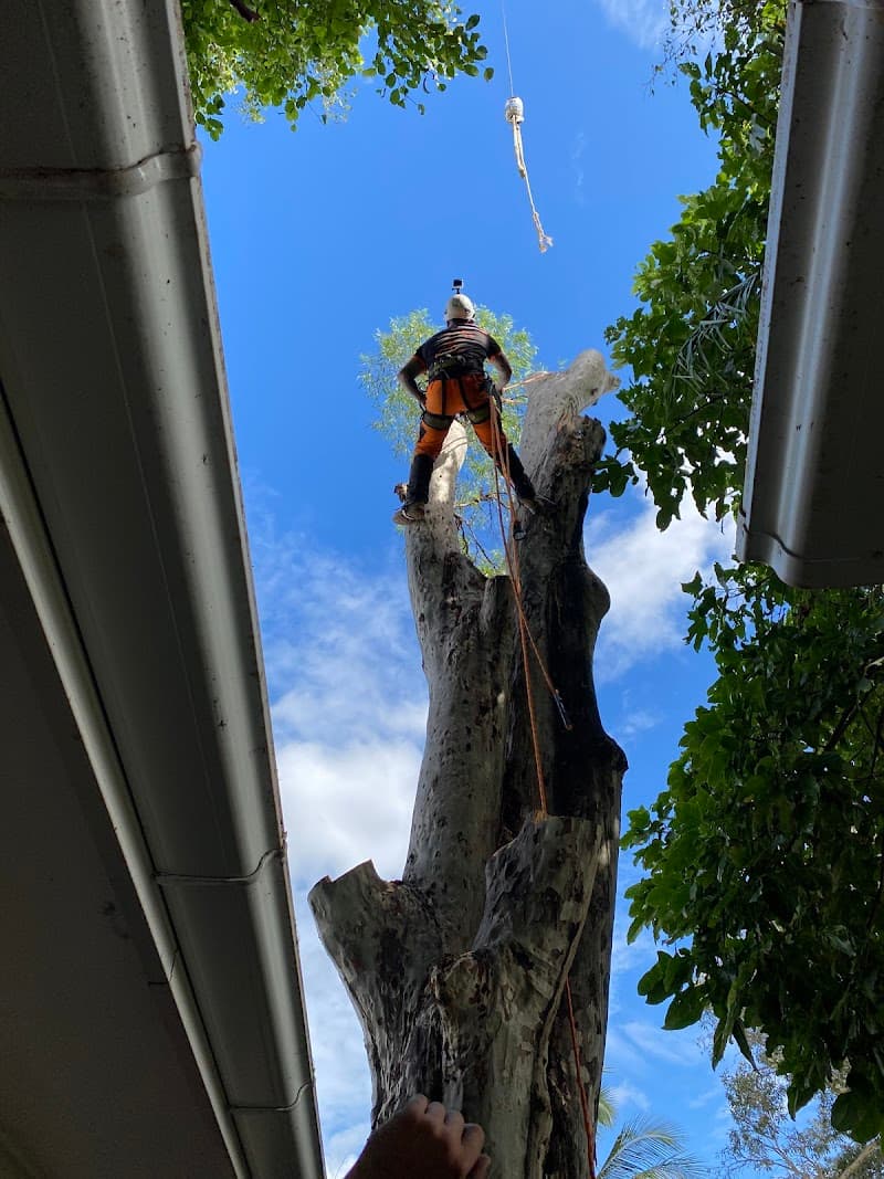 All About Tree Services QLD tree services work in Elanora