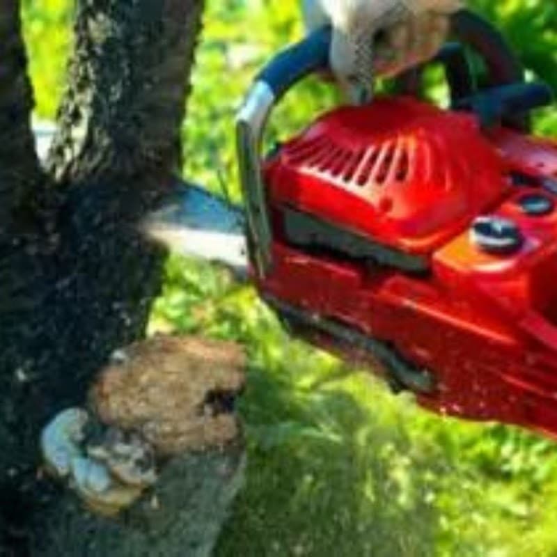All About Tree Services QLD tree services work in Elanora