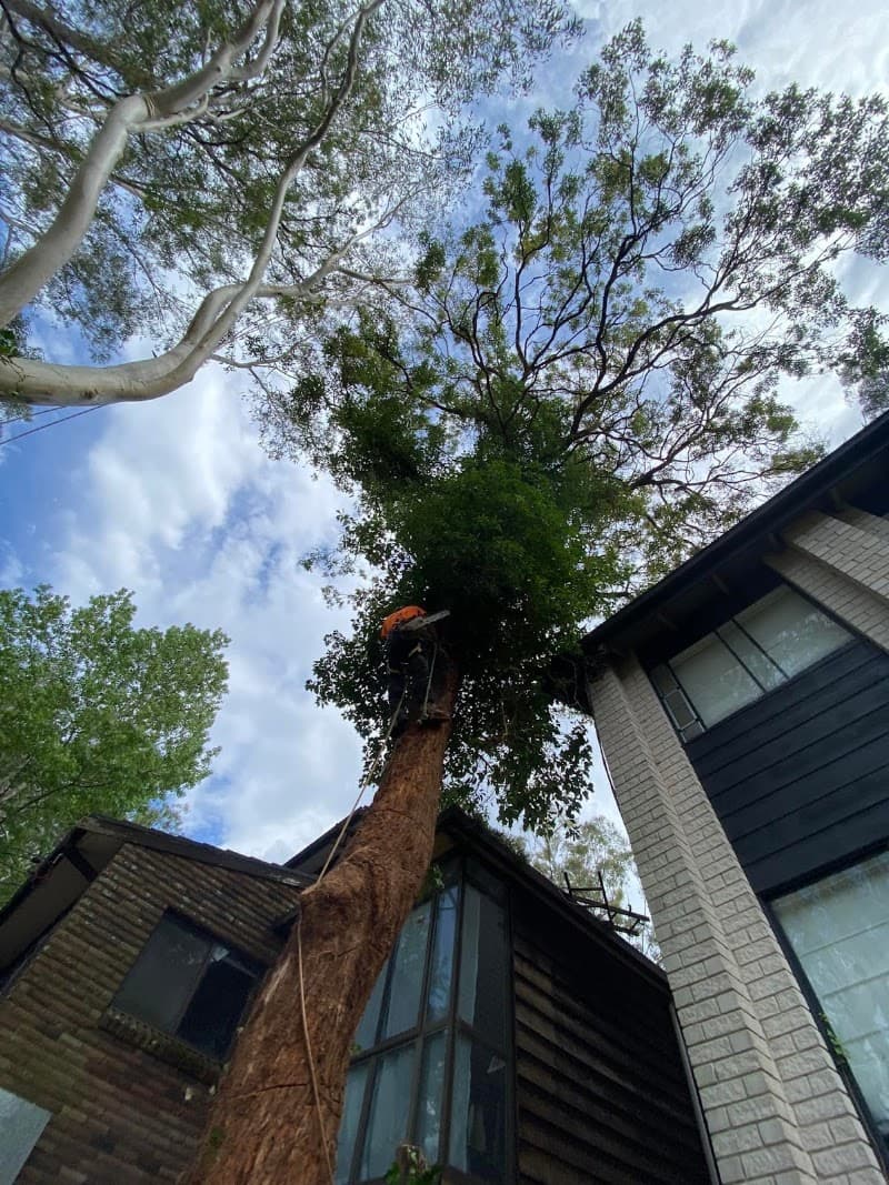 All Area Tree Service Pty Ltd tree services work in Fountaindale