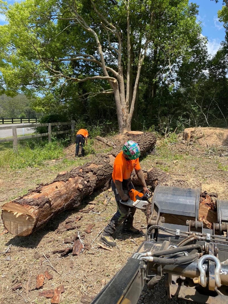 All Area Tree Service Pty Ltd tree services work in Fountaindale