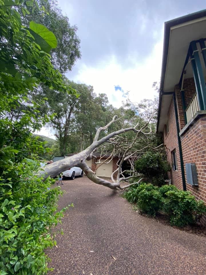 All Area Tree Service Pty Ltd tree services work in Fountaindale
