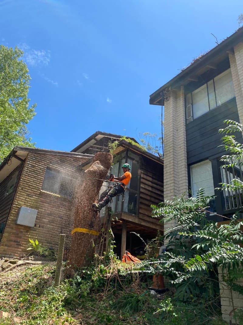 All Area Tree Service Pty Ltd tree services work in Fountaindale