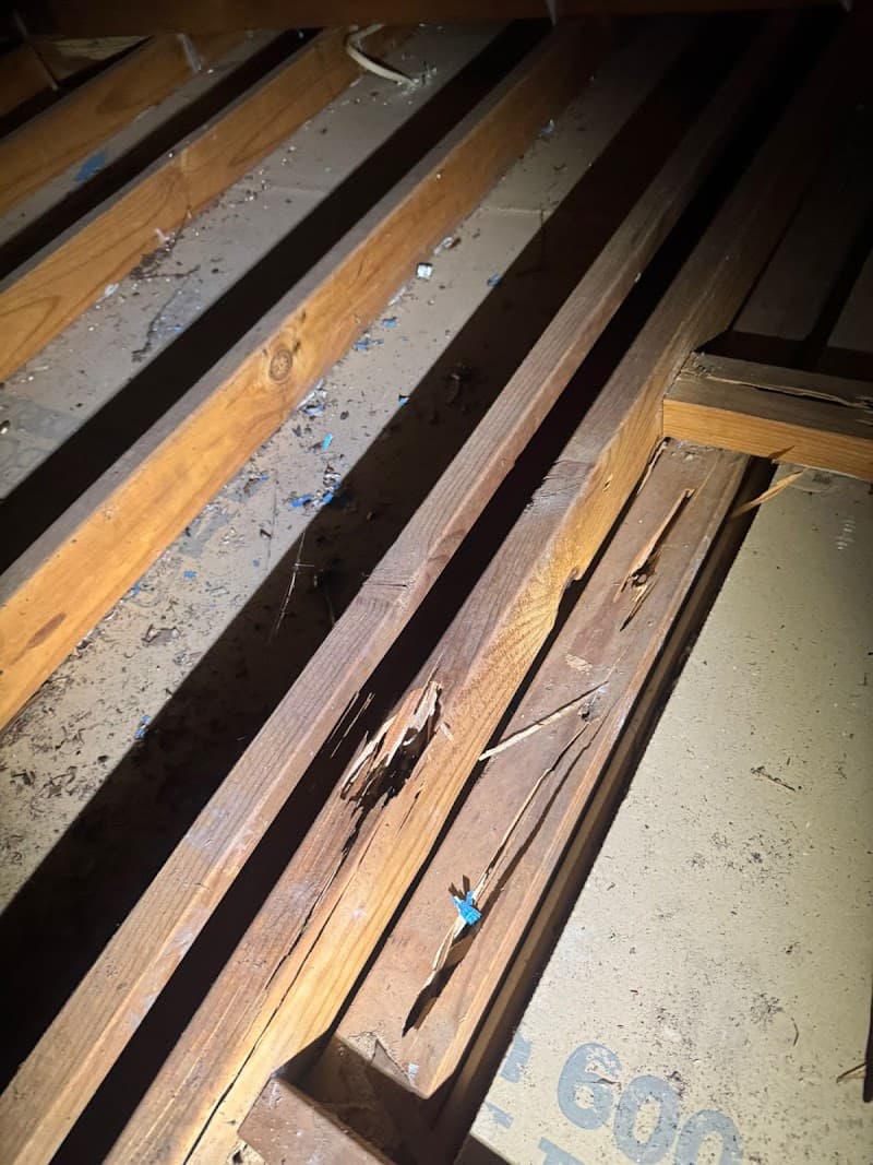 All Pest Control Newcastle pest control work in Fletcher