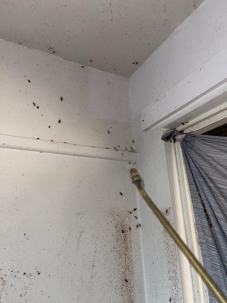 All Pest Control Newcastle pest control work in Fletcher