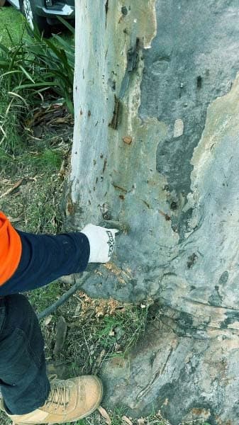 All Pest Control Newcastle pest control work in Fletcher